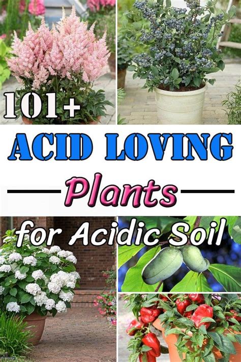 Acid Loving Plants Fertilizer: A Comprehensive Guide to Soil Amendment