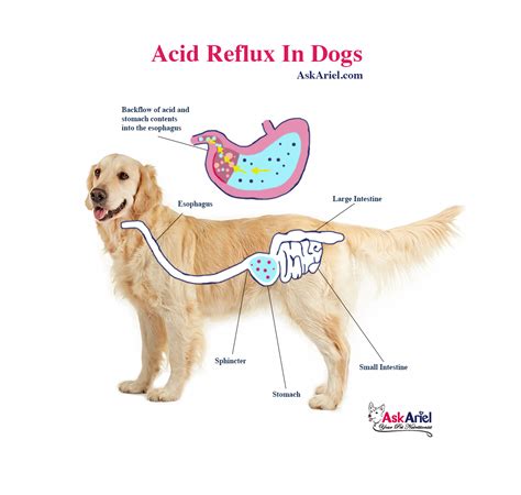 Acid Reflux in Dogs: 5 Key Facts You Need to Know