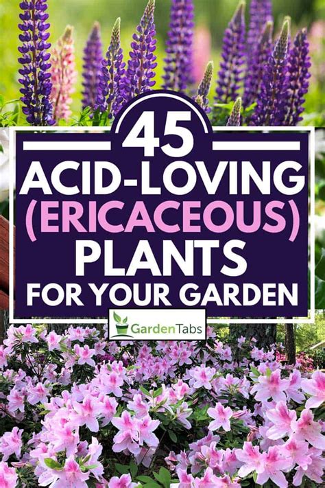 Acid-Loving Plant Fertilizer: A Guide to Nourishing Your Ericaceous Beauties