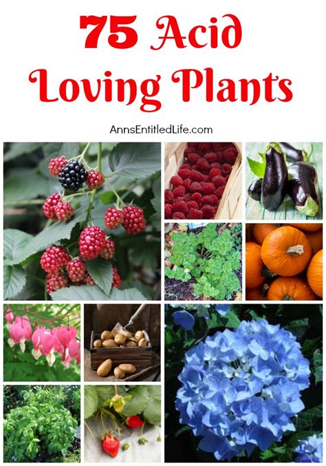 Acidic Plant Fertilizer: The Essential Guide to Healthy Acid-Loving Plants