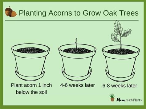 Acorn Farms Ohio: A Guide to Growing Oak Trees for Profit