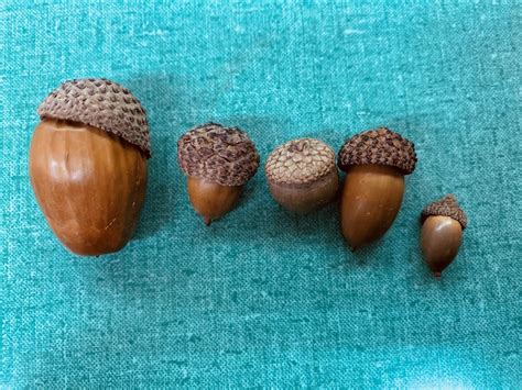 Acorn Shell: Nature's Tiny Wonder with Endless Possibilities