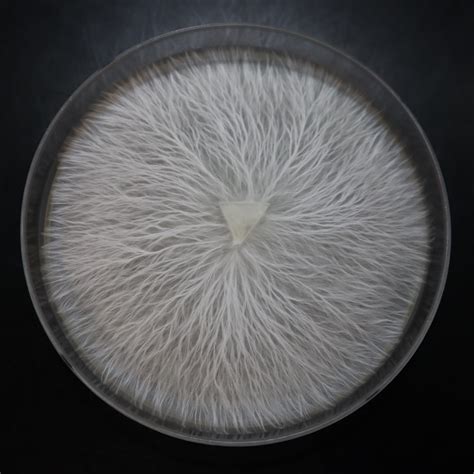 Acquire Mycelium Culture: