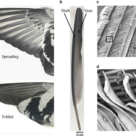 Acquiring Flight Feathers