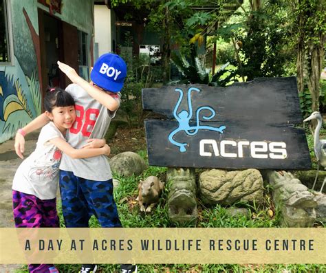 Acres Wildlife Rescue Center: A Haven for Healing and Conservation