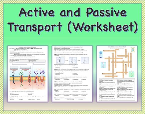 Active And Passive Transport Worksheet Answers Doc