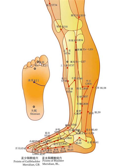 Acupuncture Points Leg Chart