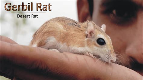Adaptation To Desert Environment: A Study On The Jerboa, Rat And Man Ebook Epub