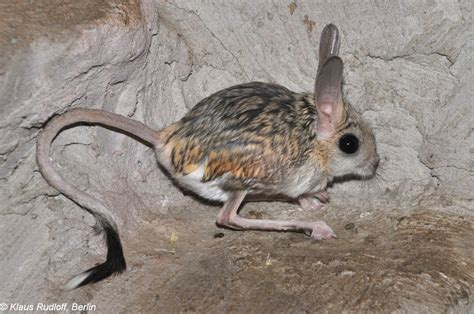 Adaptation To Desert Environment: A Study On The Jerboa, Rat And Man Ebook Epub