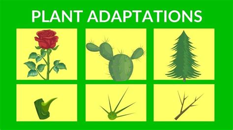 Adaptation in Plant Breeding Kindle Editon