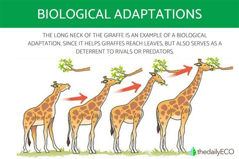 Adaptation to Life Kindle Editon