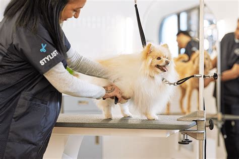 Additional Tips for Grooming Your Pet