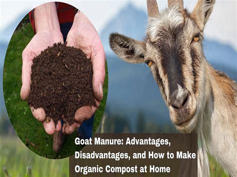 Addressing the Challenges of Goat Manure Management