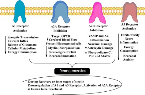 Adenosine and Adenosine Receptors 1st Edition Doc