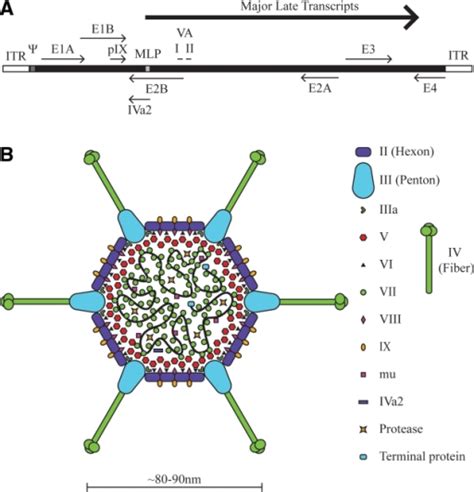 Adenovirus DNA The Viral Genome and its Expression Epub