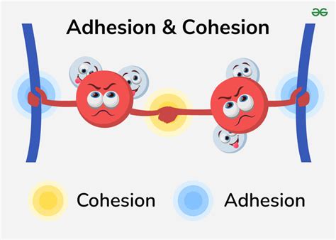 Adhesion