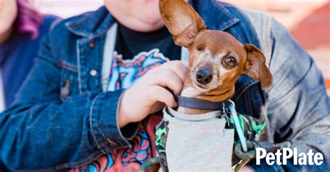 Adopt a Dog with Special Needs: 3 Ways to Make a Difference