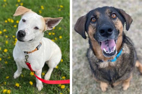 Adopt a Lifelong Companion: Discover the Humane Society of Southern Wisconsin's Adoption Program