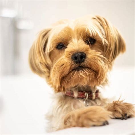 Adopt a Loyal Companion in the Heart of New York City: Your Guide to Yorkshire Terrier Adoption