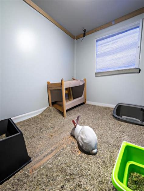 Adoptable Rabbits Near Me: A Comprehensive Guide to Finding Your Furry Friend