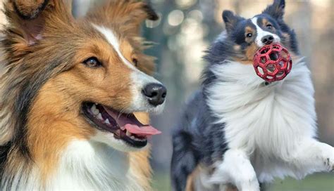 Adopting a Miniature Shetland Sheepdog: A Comprehensive Guide