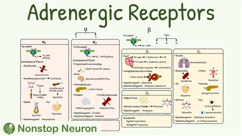 Adrenergic Receptors in Man Reader