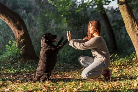 Adrianasahar Unveils the Secrets of Dog Training Mastery!