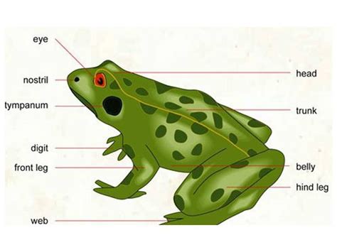 Advanced Features and Unique Aspects of Frog and the Hen Photos