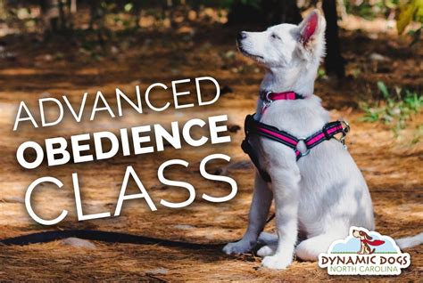 Advanced Obedience: