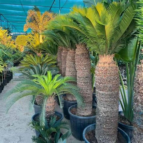 Advanced Sago Palm Fertilizing Techniques