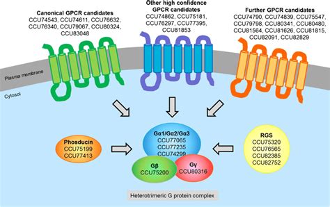 Advances in Protein Chemistry Mechanisms and Pathways of Heterotrimeric G Protein Signaling PDF