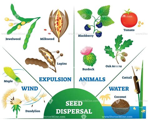 Advances in Research and Technology of Seeds (2 parts : 1 to 6 and 6 to 11 ) 2 Parts Reprint Epub