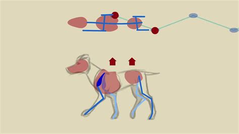 Advancing Quadrupedal Locomotion: A Comprehensive Guide to Bunnywalker Animation