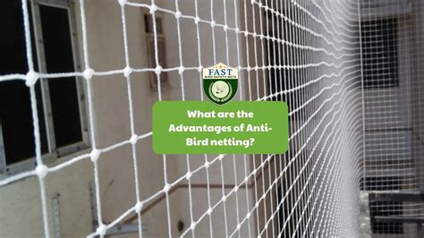 Advantages of Bird Catching Nets