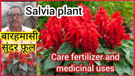 Advantages of Fertilizing Salvia