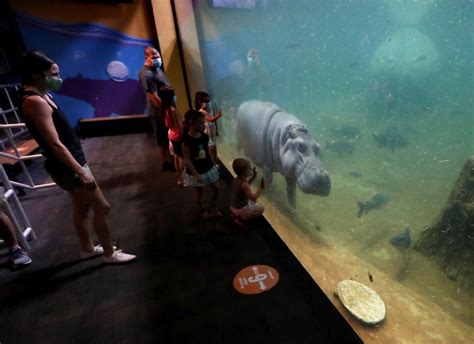 Adventure Aquarium New Jersey: Dive into 10,000 Wonders