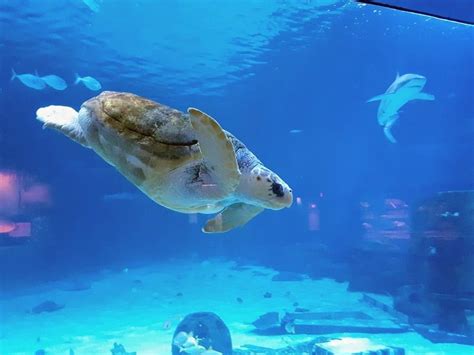 Adventure Aquarium New Jersey: Immerse Yourself in Marine Wonders