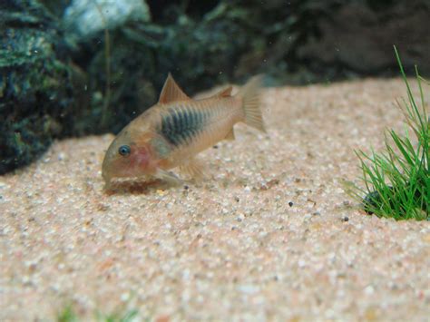 Aeneus Cory: The Ultimate Guide to a Thriving Aquarium Addition