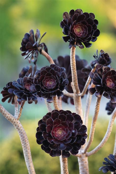 Aeonium: