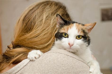 Affectionate Cat Breeds: Your Guide to the Most Loving Lap Cats