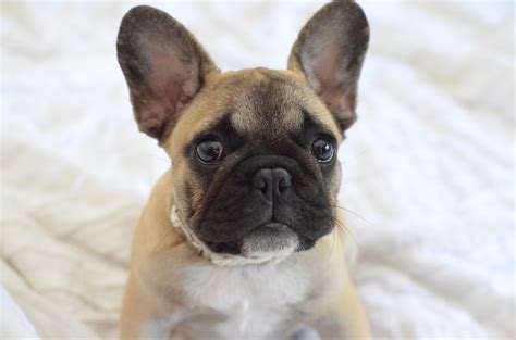 Affordable French Bulldogs: A Guide to Responsible Adoption