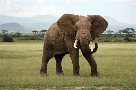 African Elephants: