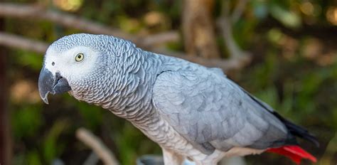 African Grey Behavior and Characteristics: Unraveling the Enigma of the Parrot Giants