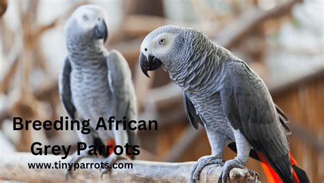 African Grey Parrot Care and Behavior: A 2025 Guide to the World's Smartest Bird