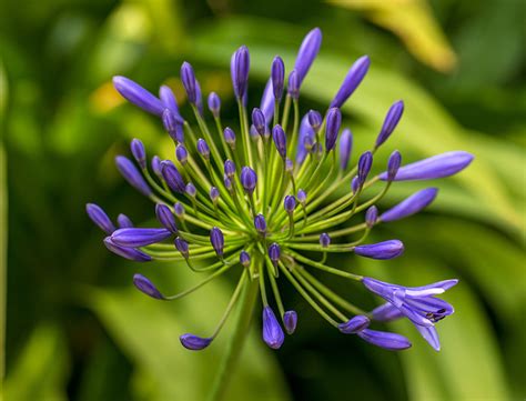 Agapanthus Fertilizer: The Ultimate Guide to Nurturing Your African Lily