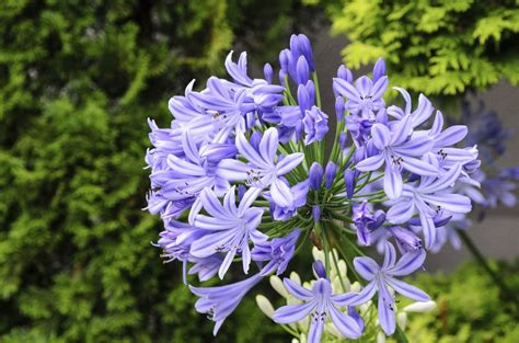 Agapanthus Fertilizer: Ultimate Guide to Supercharge Your Blooms