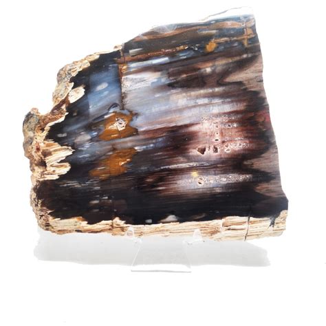 Agatized Wood: