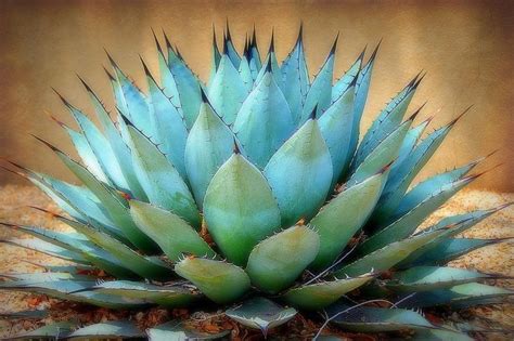 Agave Price: A Comprehensive Analysis of Market Dynamics and Future Trends