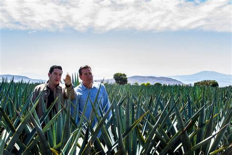 Agave Shortages and Crop Cycles