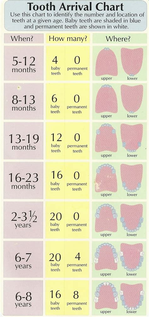 Age Teething Chart